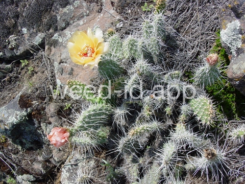 pricklypear, plains
